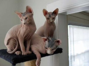 Sphynx kittens