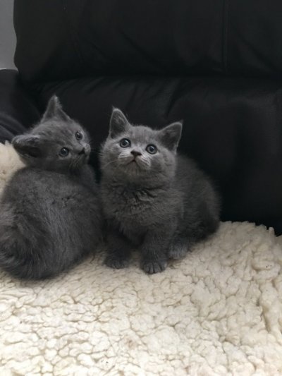 BHK Britse Korthaar Kittens