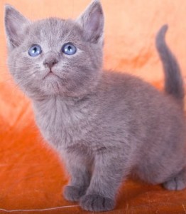 Russisch Blauw Kitten voor in huis