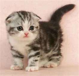 Schotse Fold kittens te adopteren.