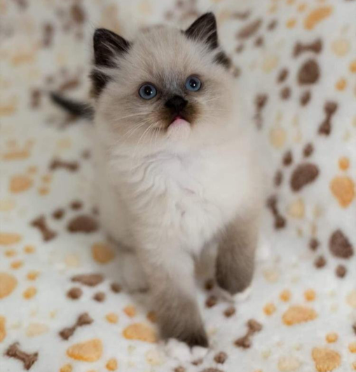 Birmaanse kittens. Onze mooiste ooit!