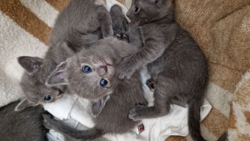 Russisch-blauwe kittens