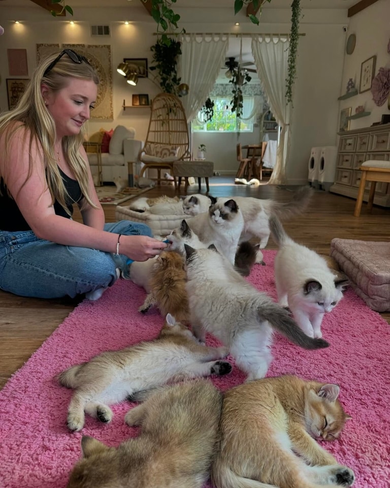 Gratis, schattige Ragdoll-kittens nu beschikbaar.