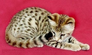 1 mannelijk en 1 vrouwelijk TICA F2 Savannah kittens gratis ter adoptie