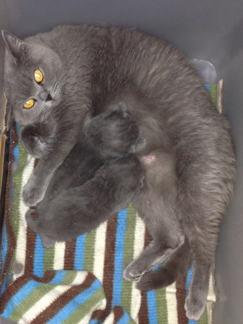 Brits korthaar blauw kitten ter adoptie.