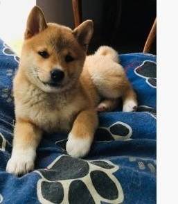 Shiba Inu-puppy’s