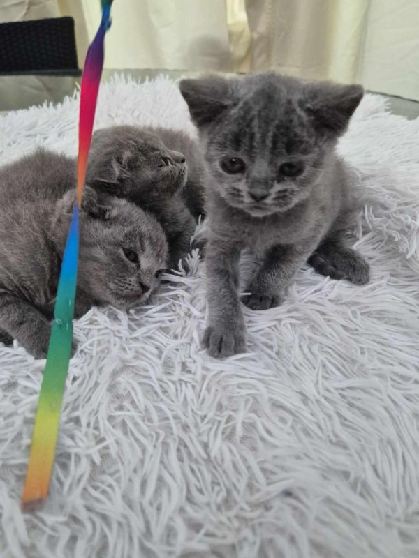 Russische Blauwe kittens