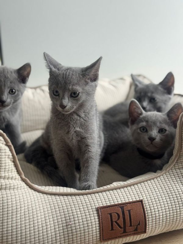 Russisch-blauwe kittens