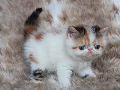 Perzische tabby kittens te koop