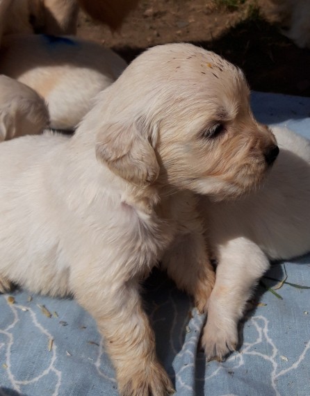 Golden Retriever pups