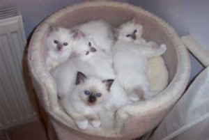 Birmaanse kittens. Onze mooiste ooit!