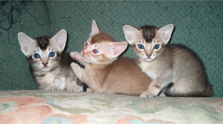 Boskat kittens van 11 weken oud