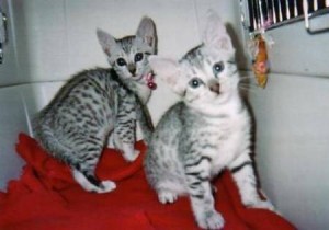 Prachtige Egyptian Mau-kittens ter adoptie