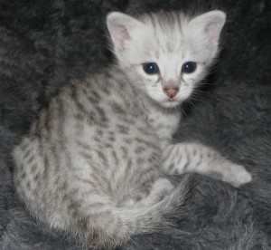 Savannah-kittens