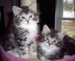 Gratis Mainecoon kittens