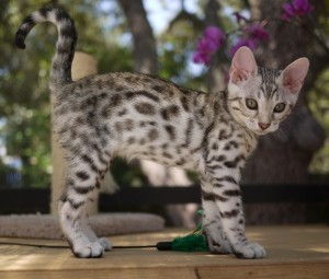 Savannah-kittens beschikbaar