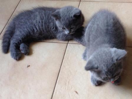 BHK Britse Korthaar Kittens