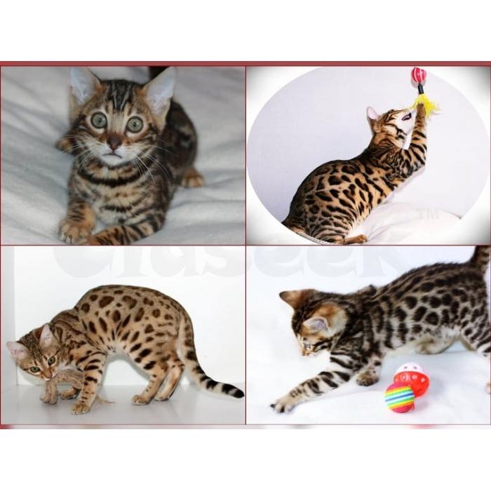 Lieve Bengaalse kittens (mannetjes en vrouwtjes) te koop, klaar om naar een nieuw thuis te gaan.