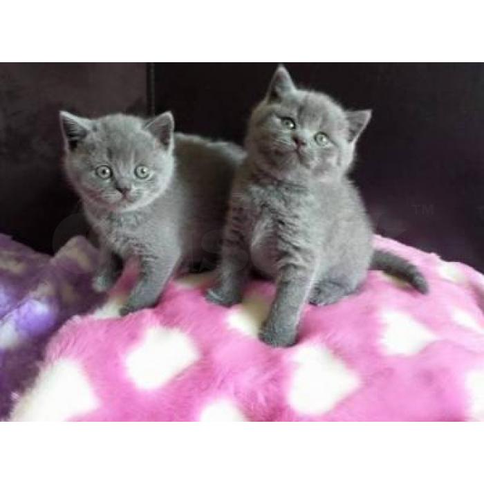 BHK Britse Korthaar Kittens
