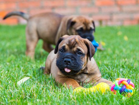 Shie Pier puppy’s