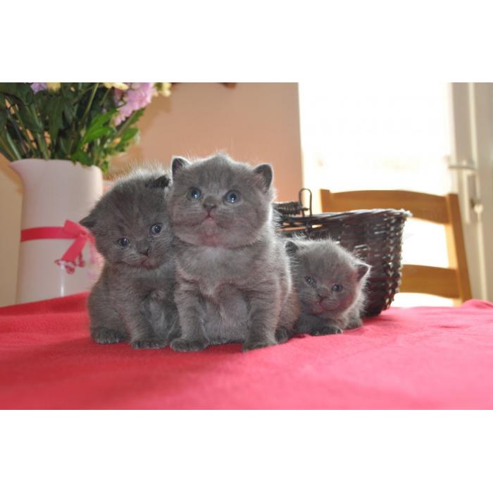 Mainecoon kittens