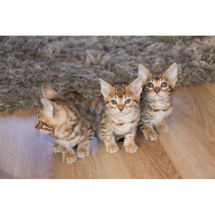 Bengaalse kittens