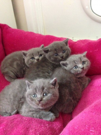 BHK Britse Korthaar Kittens