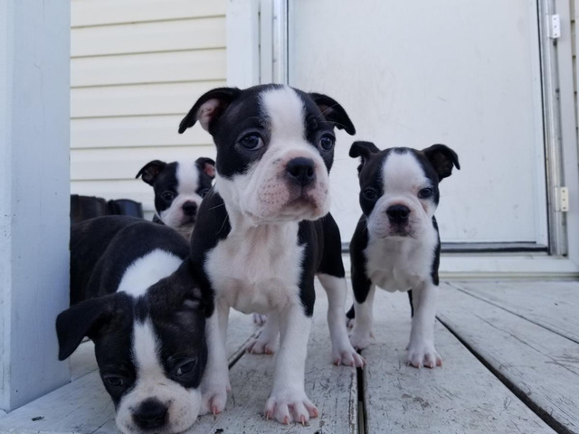 Bullterriërpuppy’s