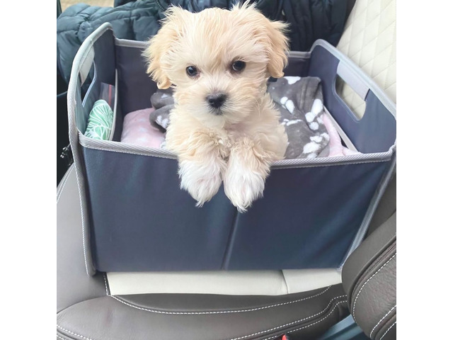Lieve Maltipoo-puppy’s, thuis opgegroeid