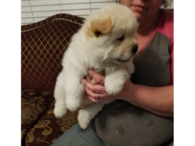 Chow Chow-puppy’s