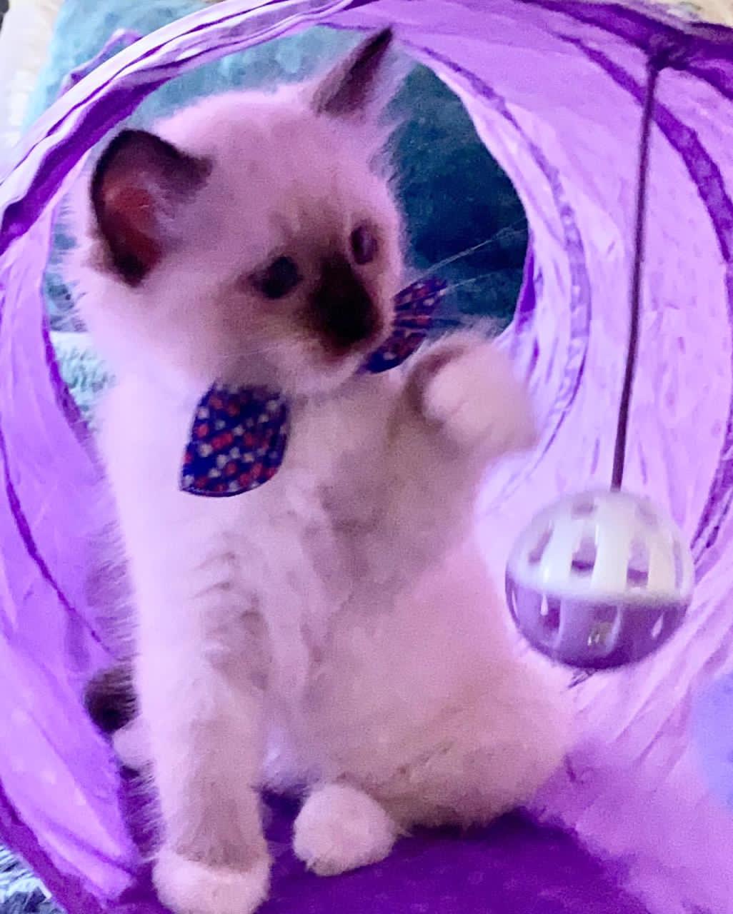 Ragdoll kittens gratis ter adoptie