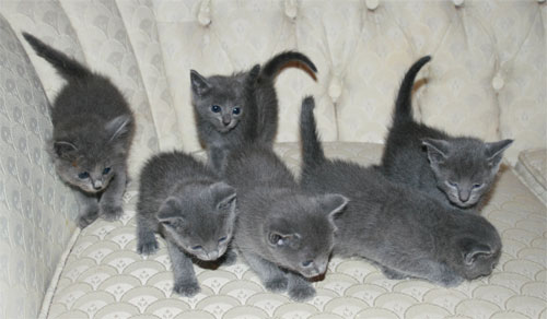Russisch-blauwe kittens