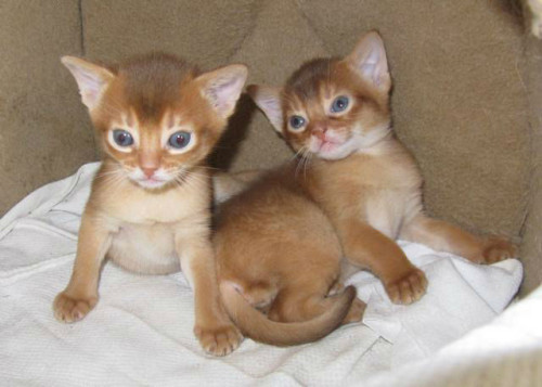Abessijnse kittens klaar om naar een nieuw thuis te gaan