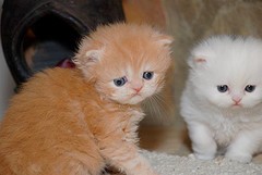 Perzische kittens ter adoptie: jonger dan 12 weken en andere kittens beschikbaar