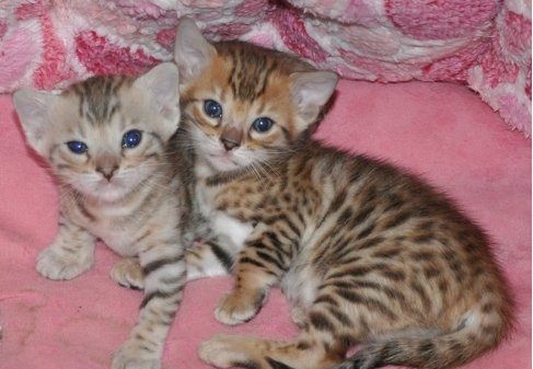 Bengaalse kittens