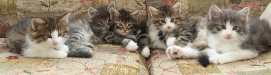 Boskat kittens van 11 weken oud