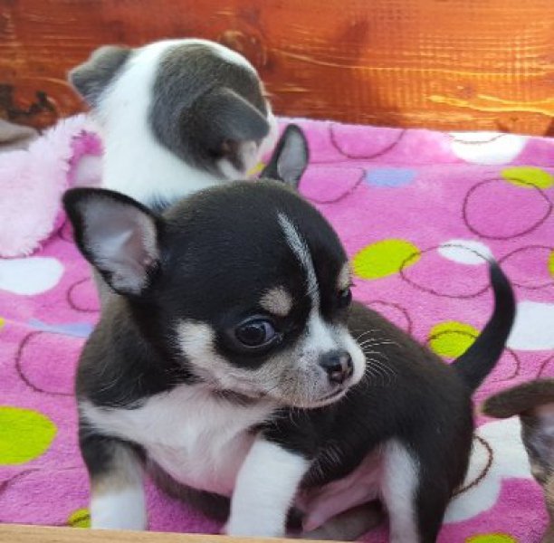 Chihuahua-puppy’s, erg lief