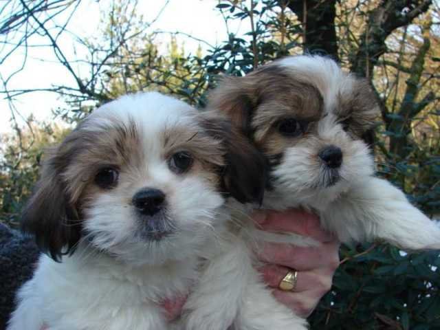 Prachtige Shih Tzu-puppy’s