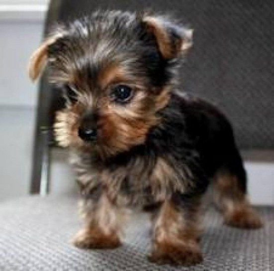 Leuke Yorkshire Terrier-puppy’s