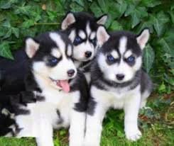Siberische husky-puppy’s