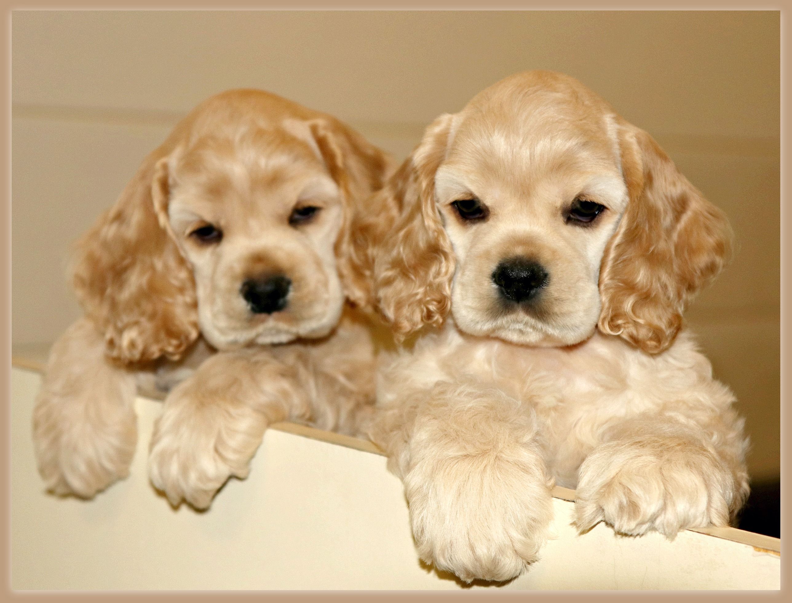 Cocker Spaniel-puppy’s