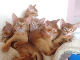 Abessijnse kittens klaar om naar een nieuw thuis te gaan