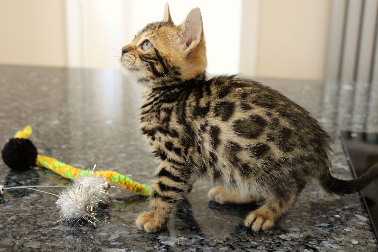 Bengaalse kittens
