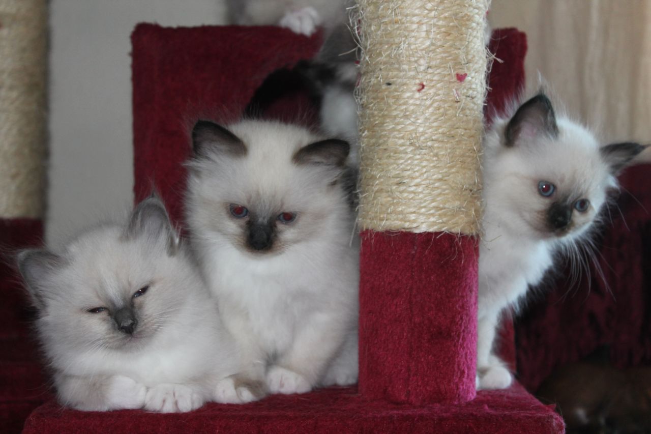 Birmaanse kittens. Onze mooiste ooit!