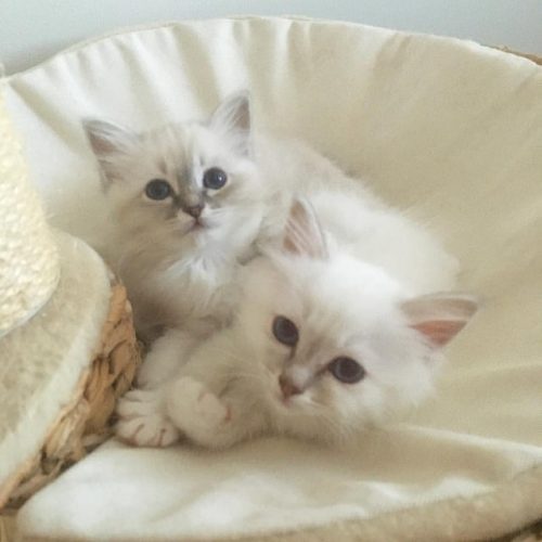 Birmaanse kitten beschikbaar met gezondheidspapieren