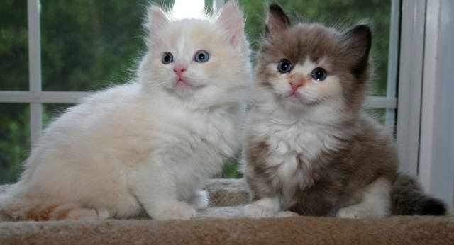 Raszuivere Ragdoll kittens