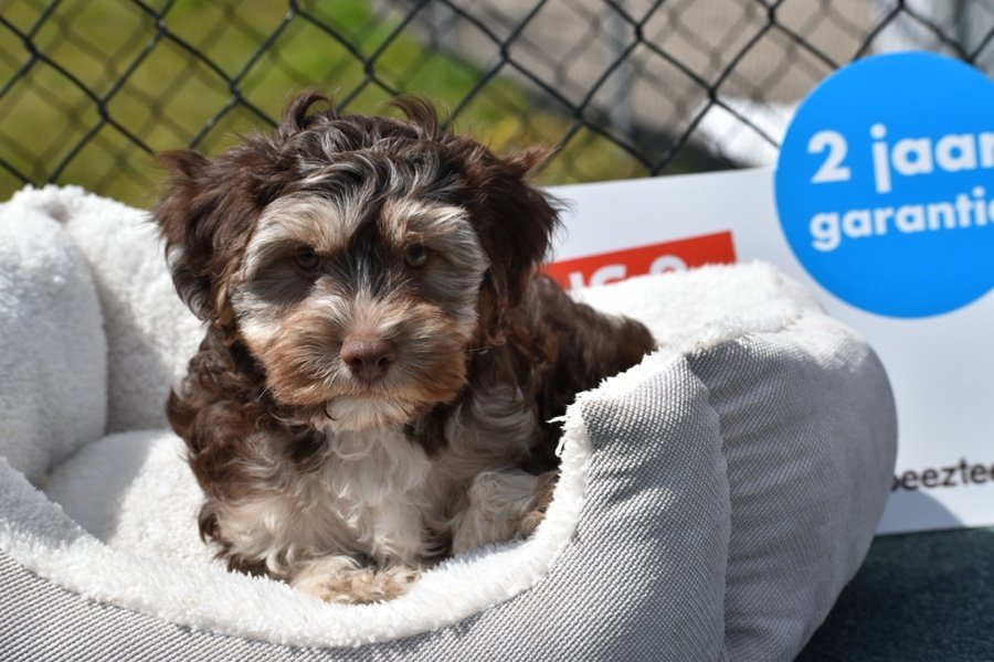 Havanese pups