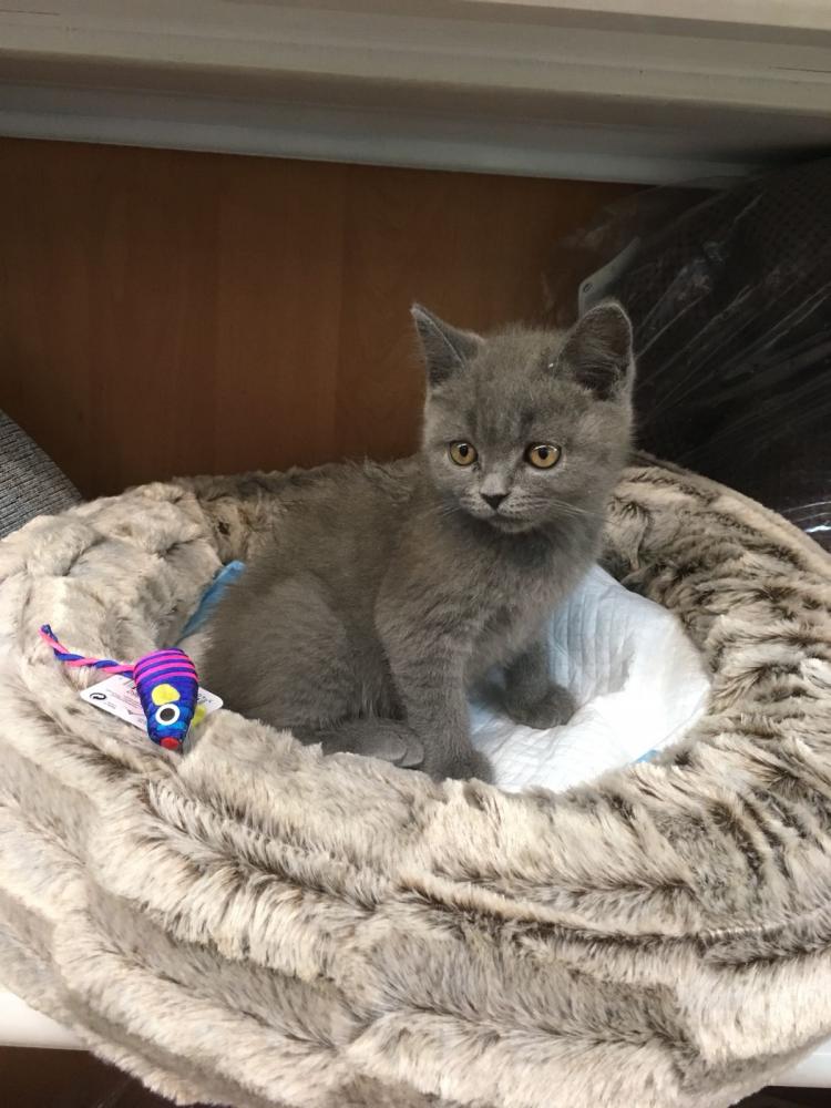 Russisch-blauwe kittens
