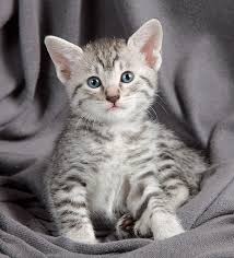 Zilvergevlekte Egyptische Mau-kittens