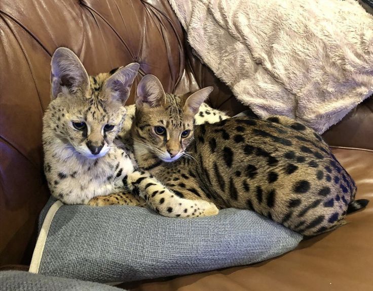 Serval en F1 Savannah kittens